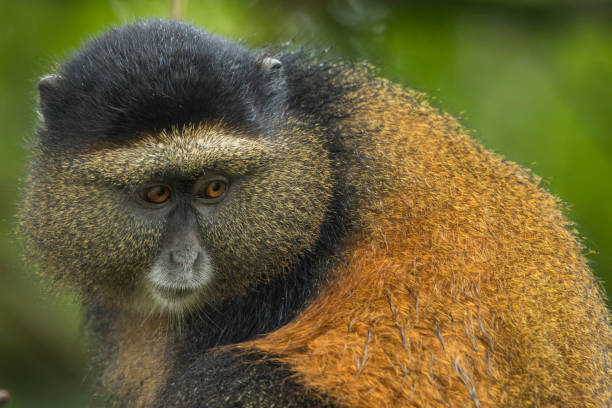 Golden Monkey Trekking in Volcanoes National Park 2026