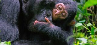 5 Days Bwindi Gorillas and Kibale Chimpanzee Safari from Kigali