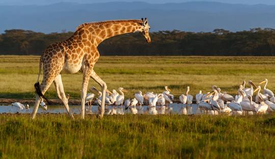 3 days Lake Naivasha & Lake Nakuru parks Kenya wildlife safari tour