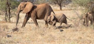 7 Days Kenya Wildlife Safari