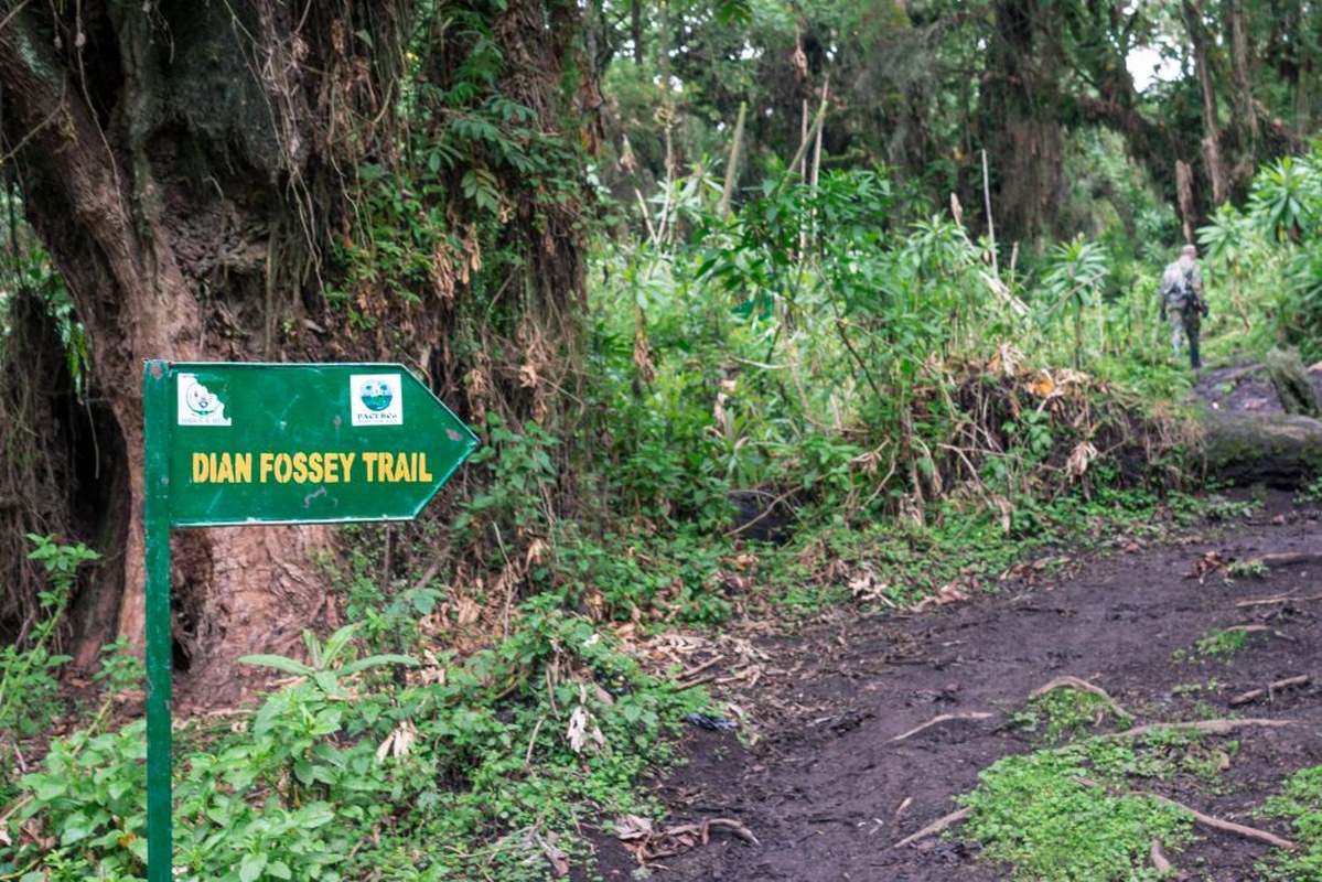 Dian Fossey trail