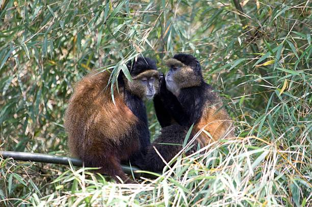 11 Days Rwanda and Kenya Safari