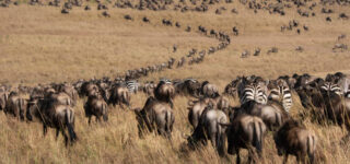 11 Days Rwanda and Kenya Safari