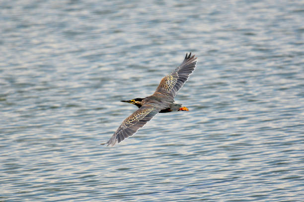3 Days Birding Safari in Lake Mburo National Park