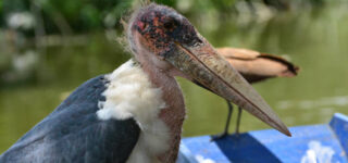 3 Days Birding Safari in Lake Mburo National Park