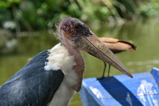 3 Days Birding Safari in Lake Mburo National Park