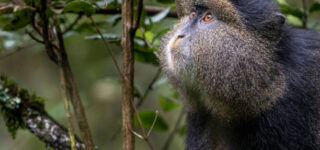 Experience Golden Monkey Trekking in Volcanoes National Park