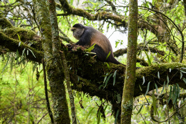 Experience Golden Monkey Trekking in Volcanoes National Park