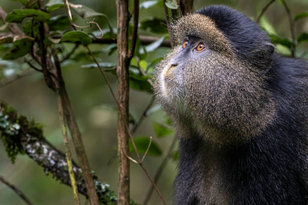 Experience Golden Monkey Trekking in Volcanoes National Park