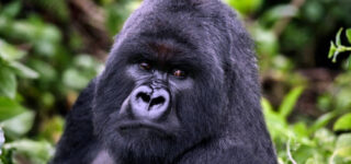 Facts About Silverback Gorillas