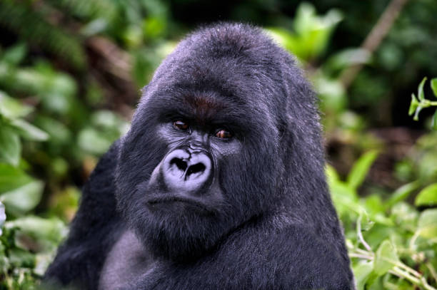 Facts About Silverback Gorillas
