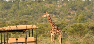 Game Drive Experience in Akagera National Park