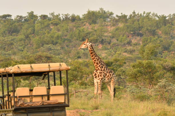 Game Drive Experience in Akagera National Park