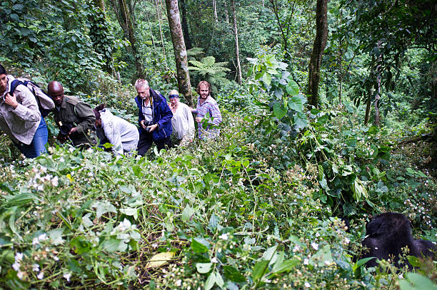 How difficult is Gorilla Trekking in Rwanda?