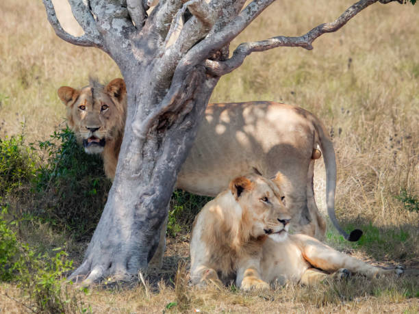 Game Drive Experience in Akagera National Park