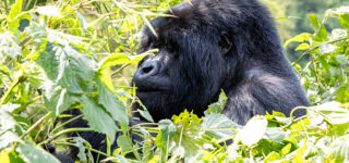 16 Days Rwanda Classic Safari