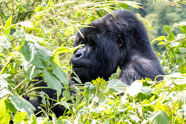 16 Days Rwanda Classic Safari