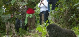 How difficult is Gorilla Trekking in Rwanda?