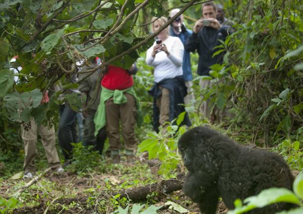 How difficult is Gorilla Trekking in Rwanda?
