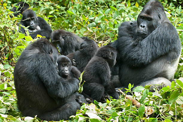 Facts About Silverback Gorillas