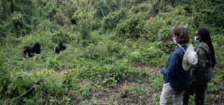 Tips for Solo Travelers to Volcanoes National Park