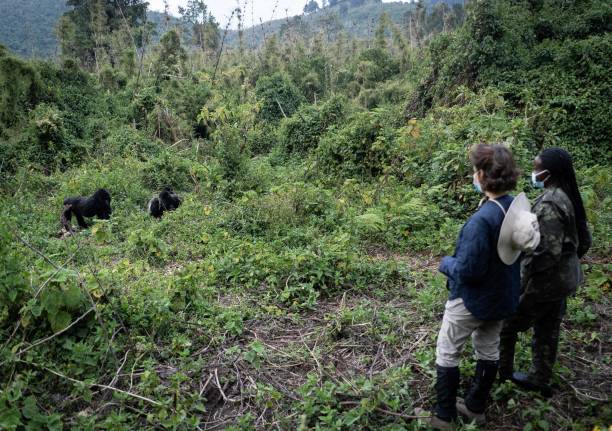 Tips for Solo Travelers to Volcanoes National Park