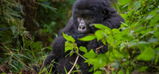Chimpanzee and Gorilla Trekking in Rwanda