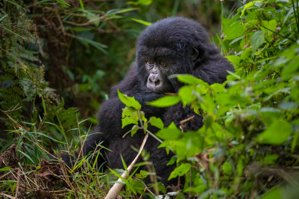 Chimpanzee and Gorilla Trekking in Rwanda