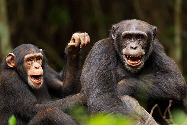 Chimpanzee and Gorilla Trekking in Rwanda