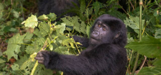 Why You Should Book a Gorilla Trekking Tour