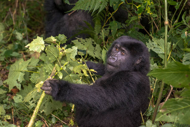 Why You Should Book a Gorilla Trekking Tour