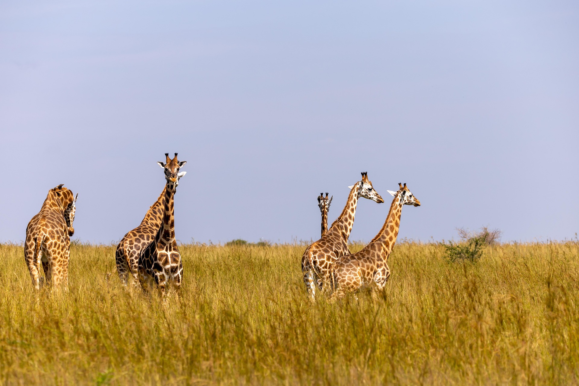 4 Days Murchison Falls National Park Safari